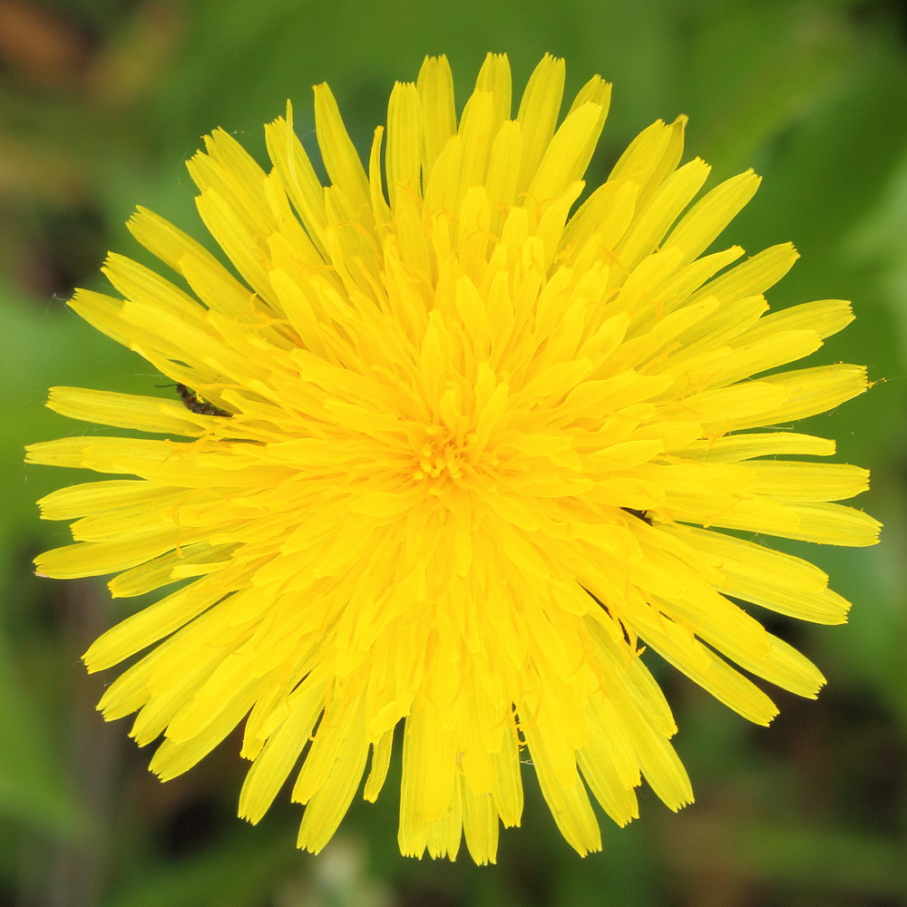 Image of genus Taraxacum specimen.