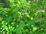 Spiraea chamaedryfolia