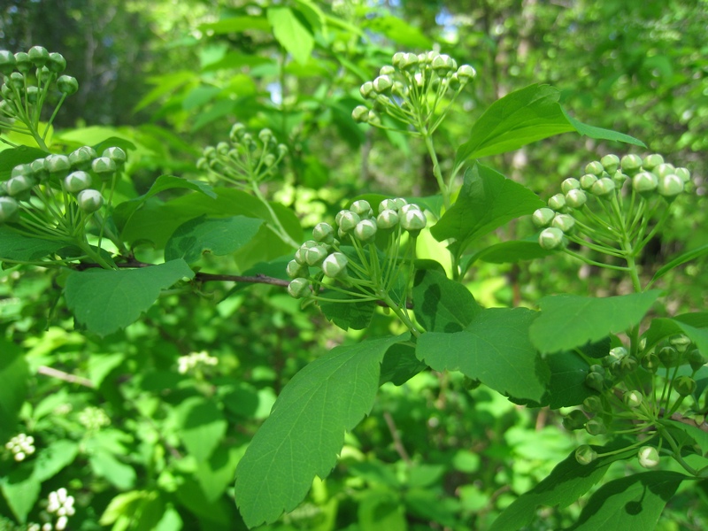 Изображение особи Spiraea chamaedryfolia.