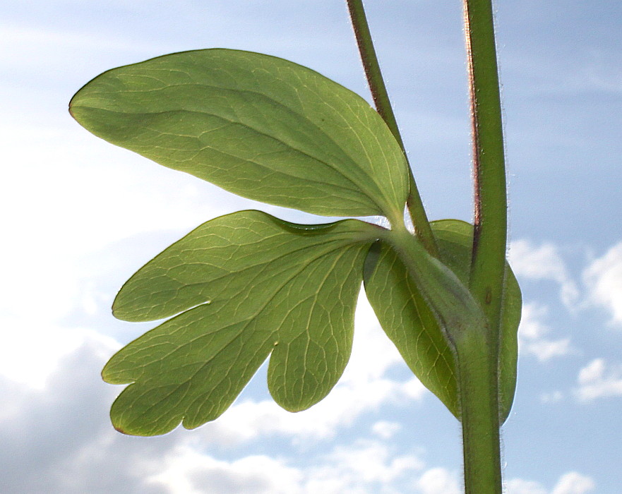 Изображение особи Aquilegia vulgaris.