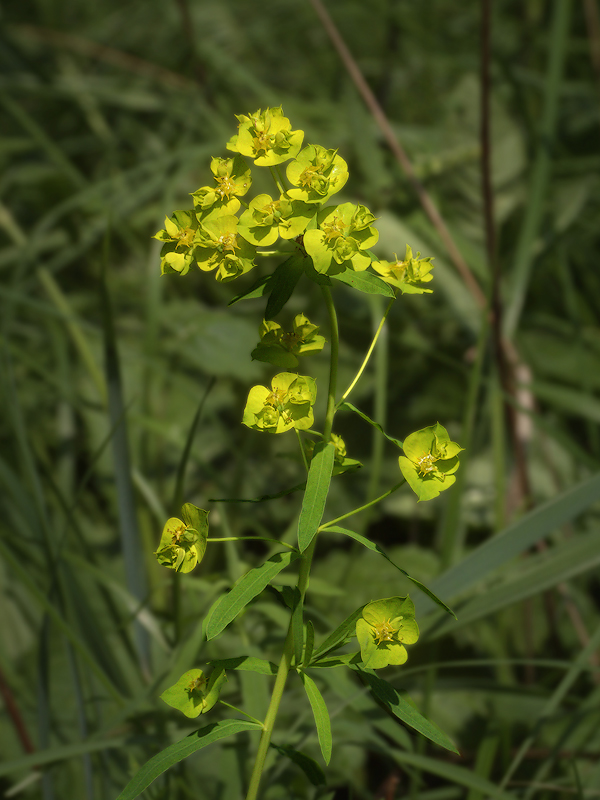 Изображение особи Euphorbia virgata.