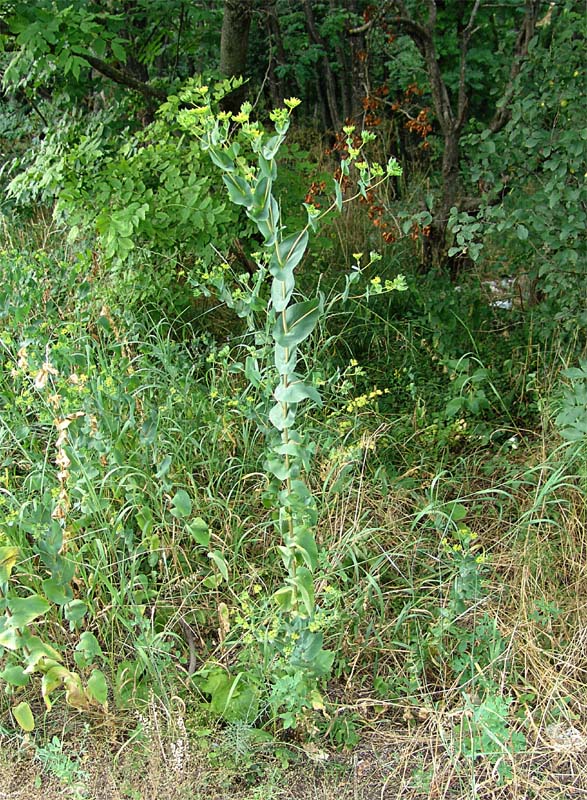 Image of Bupleurum rotundifolium specimen.