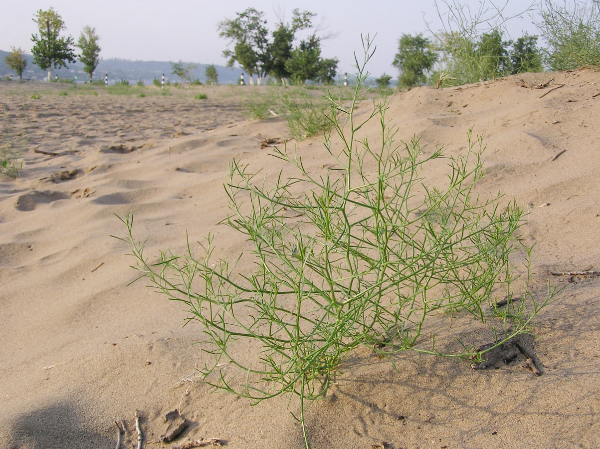 Изображение особи Corispermum nitidum.