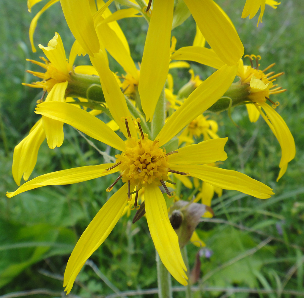 Image of Ligularia sibirica specimen.