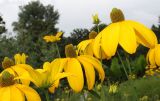 Rudbeckia maxima. Соцветия. Германия, г. Дюссельдорф, Ботанический сад университета. 14.08.2013.