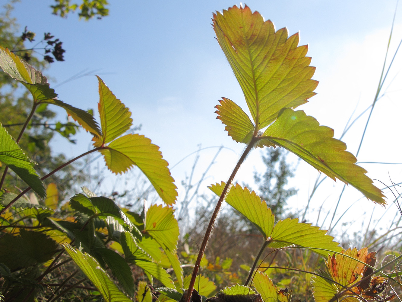 Изображение особи Fragaria viridis.