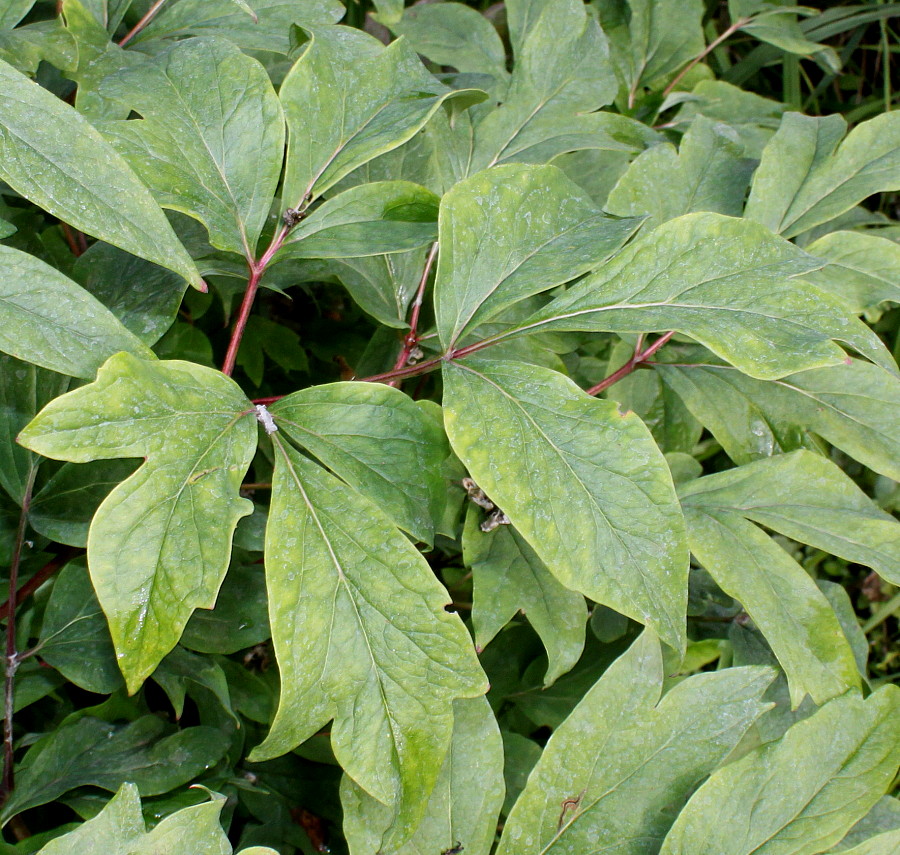 Image of Paeonia suffruticosa specimen.