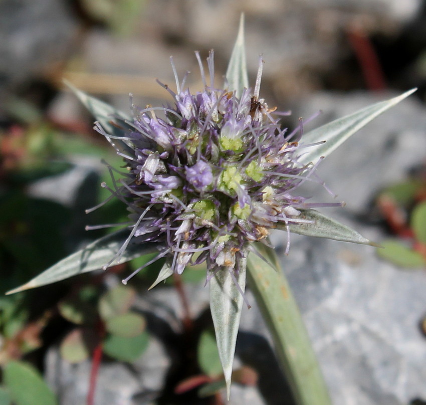 Изображение особи Eryngium variifolium.