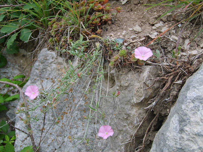 Image of Convolvulus cantabrica specimen.