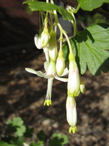 Изображение особи Ribes niveum.