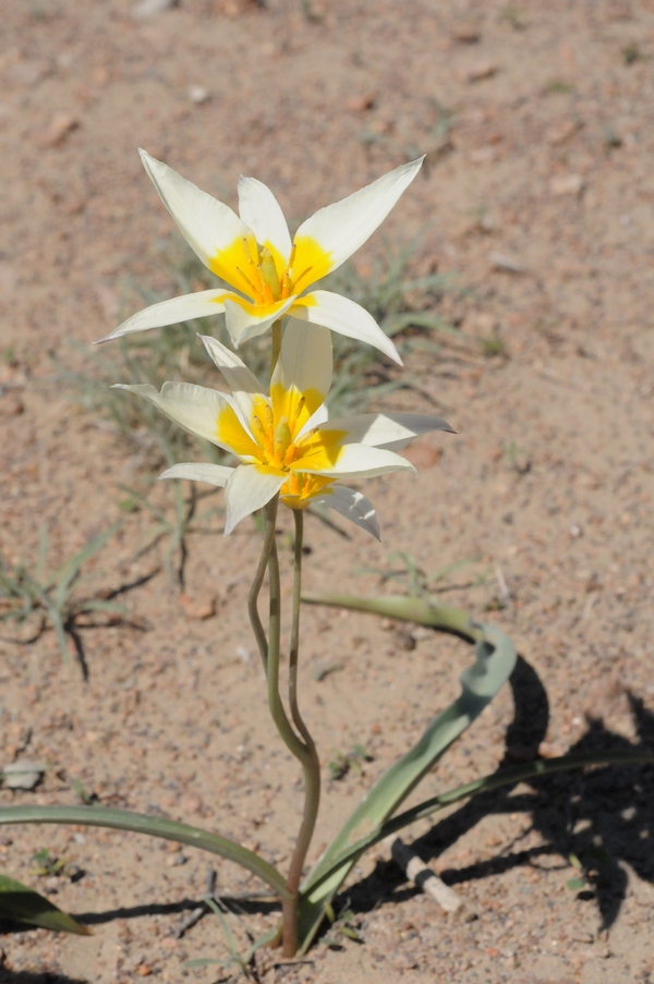 Image of Tulipa buhseana specimen.