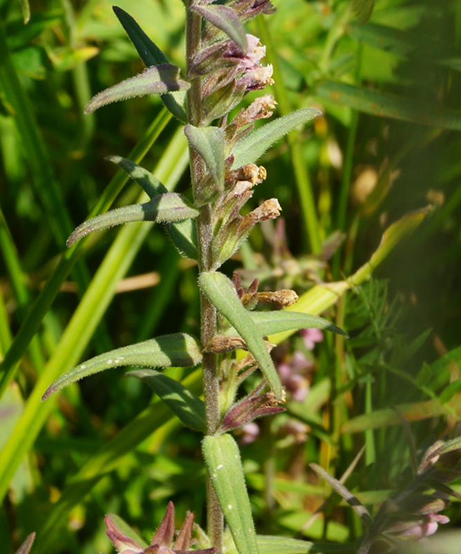 Изображение особи Odontites vulgaris.