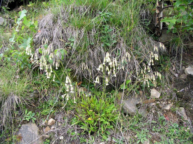 Image of Silene dubia specimen.