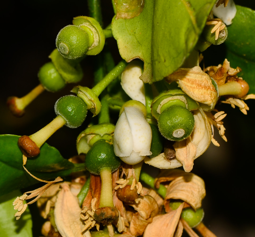 Image of Citrus &times; paradisi specimen.