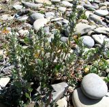 Polygonum maritimum