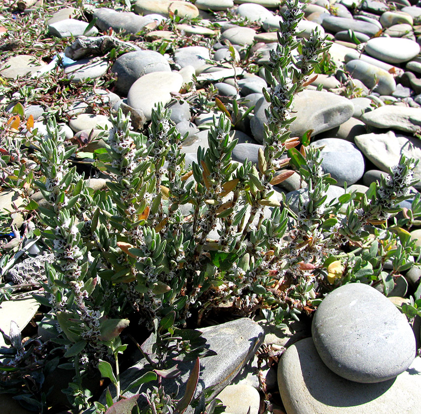 Image of Polygonum maritimum specimen.