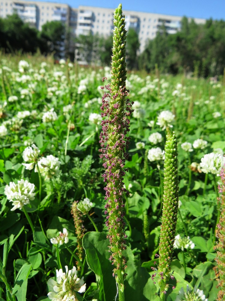 Image of Plantago major specimen.