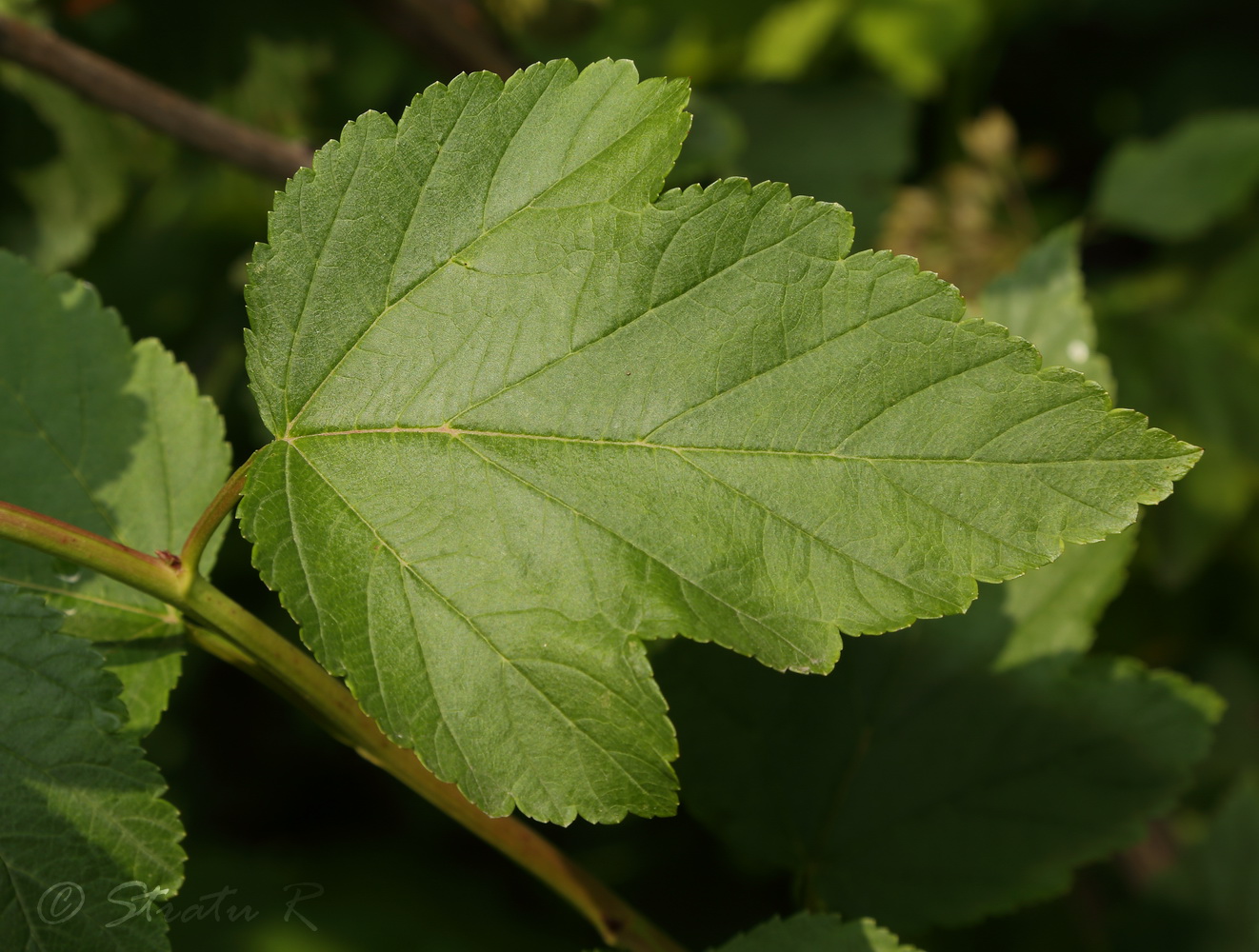 Image of Physocarpus opulifolius specimen.