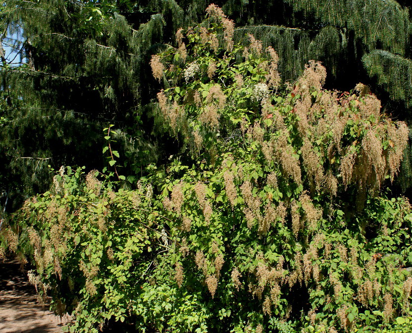 Image of Holodiscus discolor specimen.