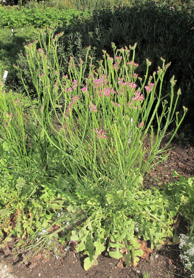 Image of Limonium sinuatum specimen.