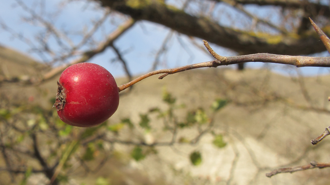 Image of Crataegus monogyna specimen.