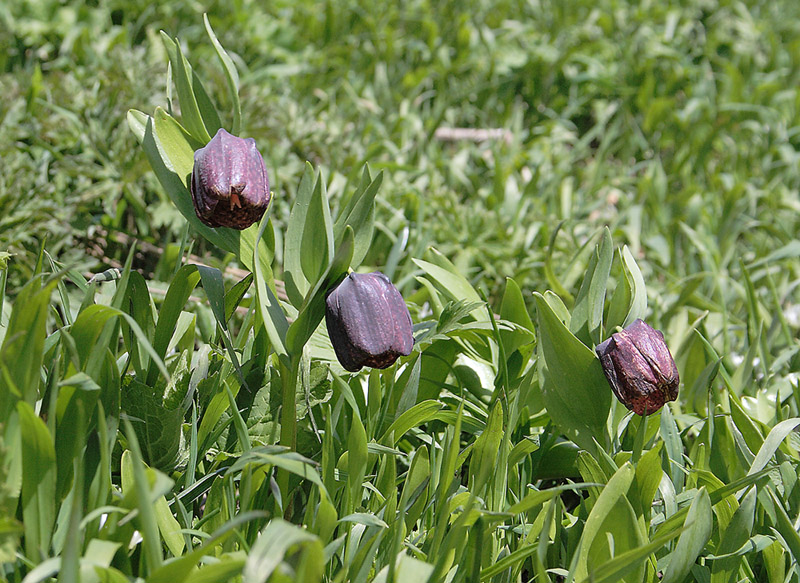 Image of Fritillaria latifolia specimen.