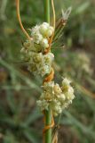 Cuscuta campestris. Цветущее растение на Chondrilla sp. Крым, Cевастополь, Инкерман, обочина дороги. 1 августа 2009 г.