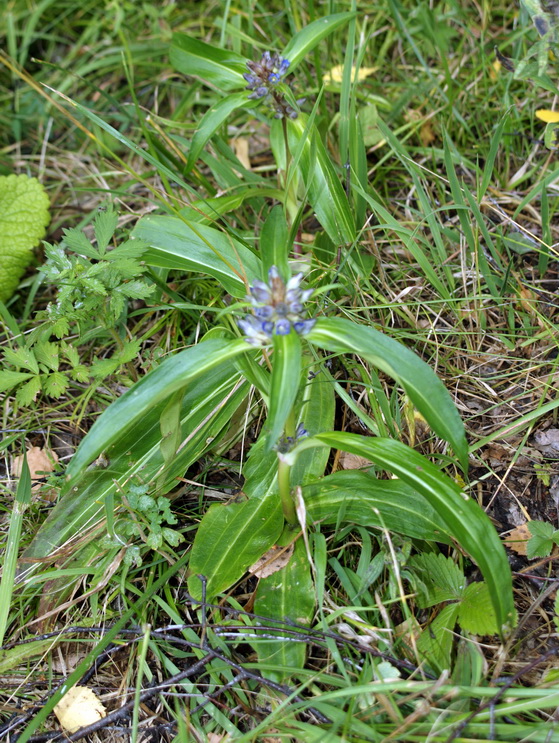 Image of Gentiana macrophylla specimen.