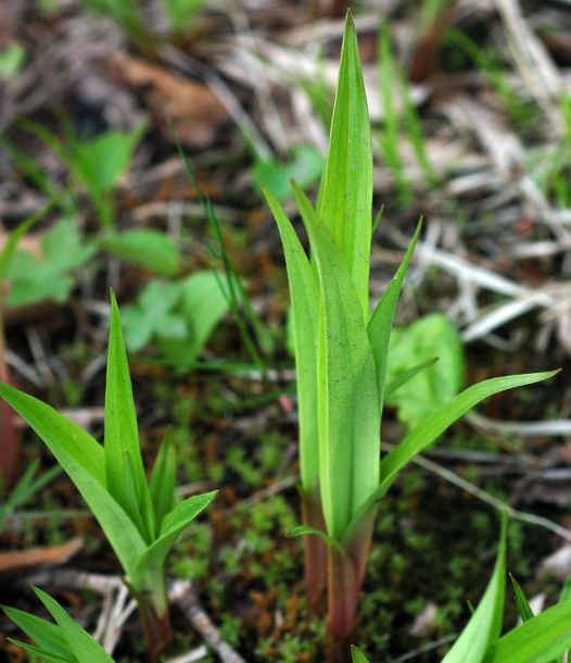 Image of Carex siderosticta specimen.