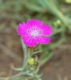 Dianthus versicolor. Цветок. Хакасия, Усть-Абаканский район, окр. с. Капчалы. Начало августа 2009 г.