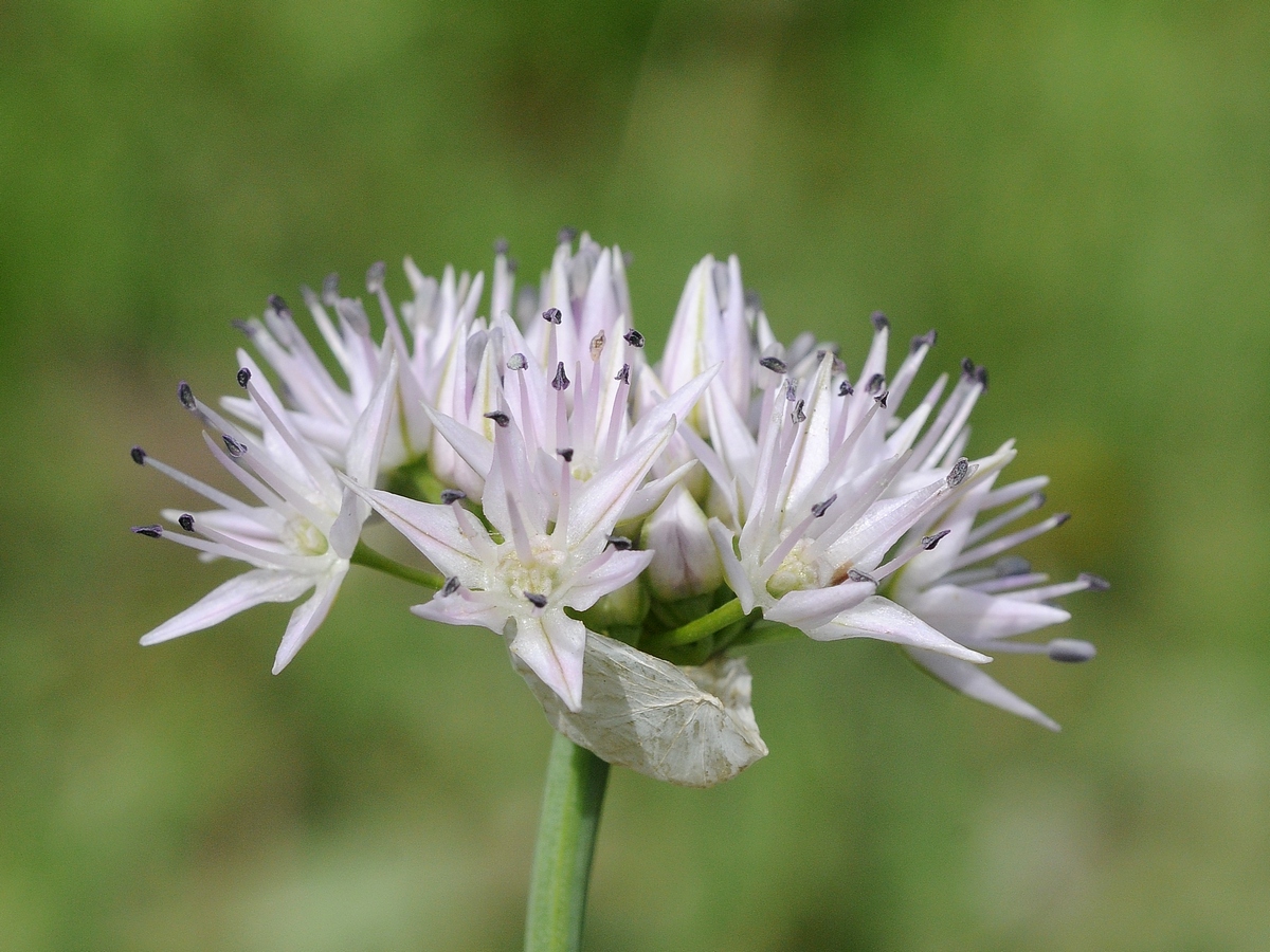 Image of Allium nevii specimen.