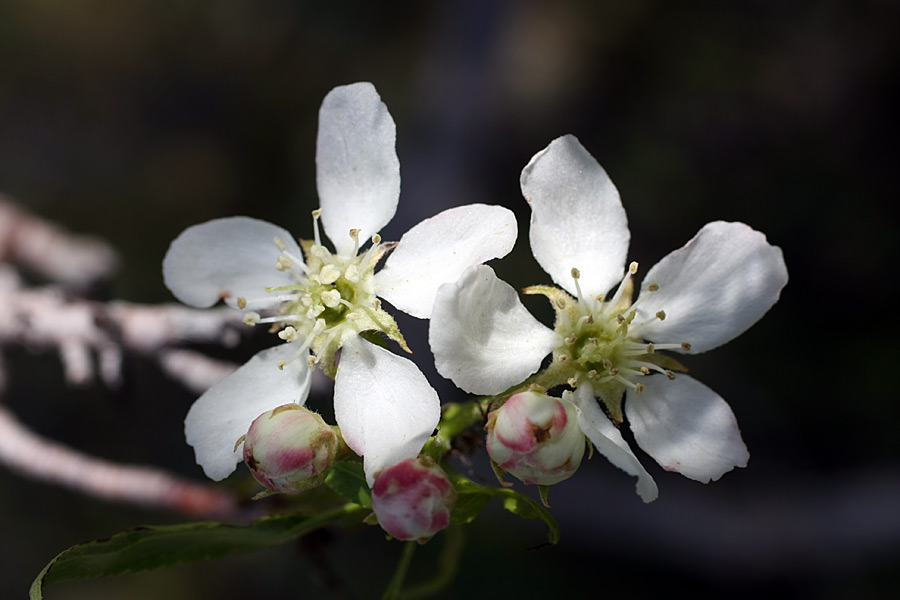 Изображение особи Pyrus regelii.