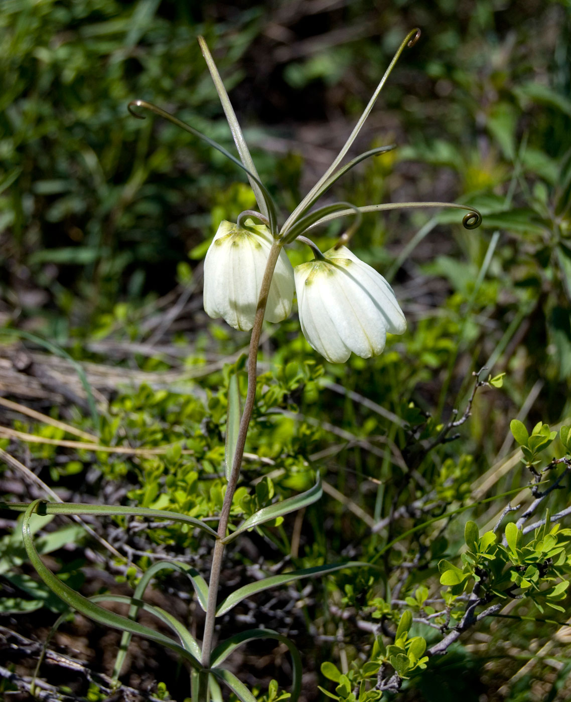 Image of Fritillaria verticillata specimen.