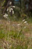 Antennaria dioica