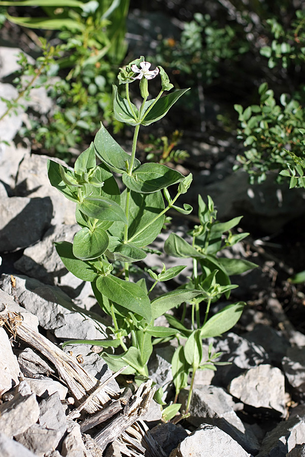 Image of Silene turkestanica specimen.