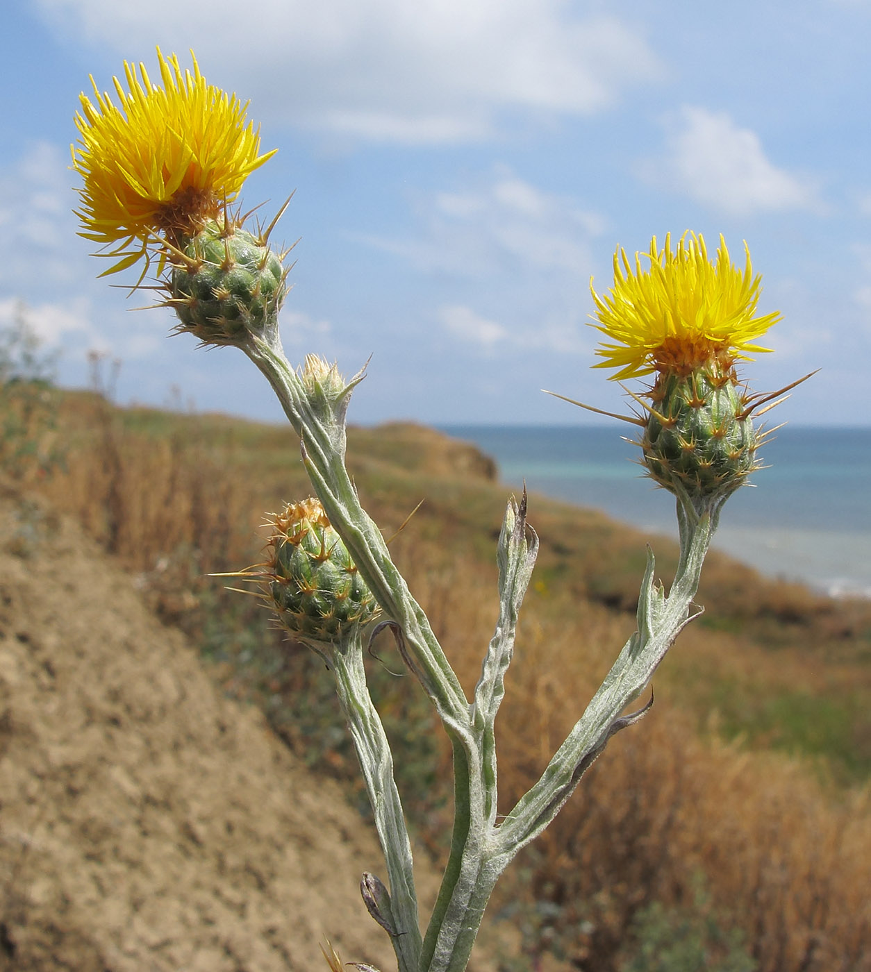 Image of Centaurea solstitialis specimen.