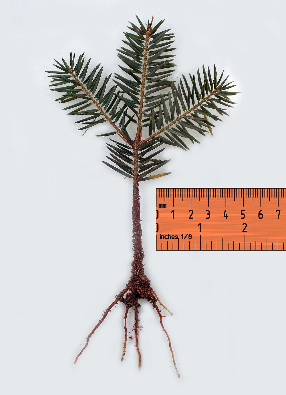 Image of Abies cephalonica specimen.