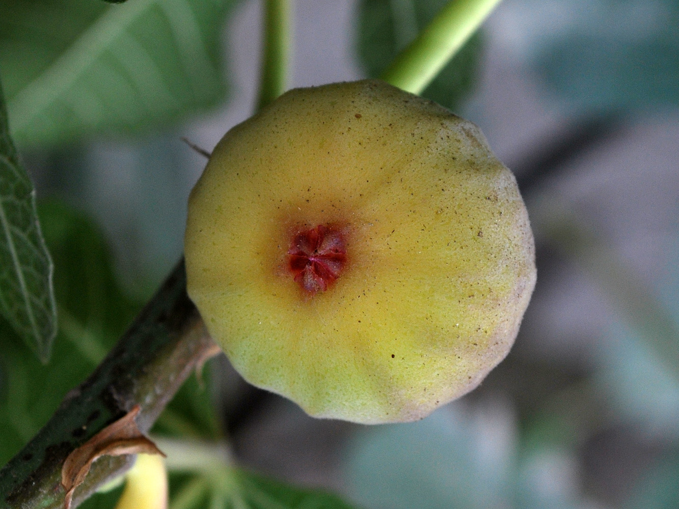 Image of Ficus carica specimen.