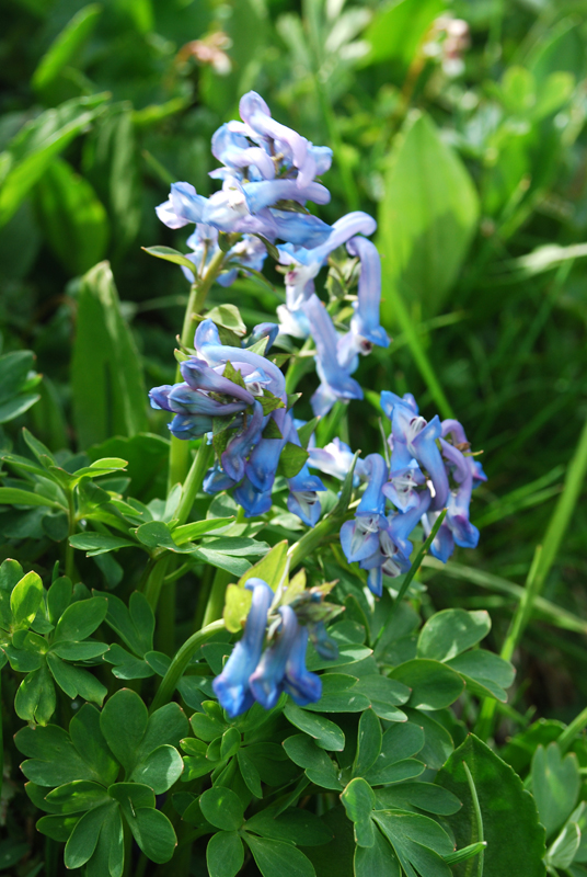 Image of Corydalis pauciflora specimen.