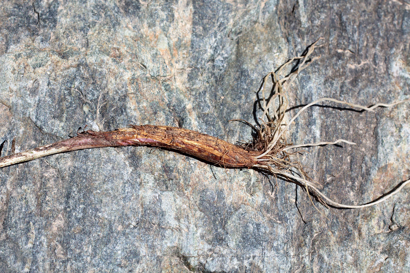 Image of Allium marmoratum specimen.