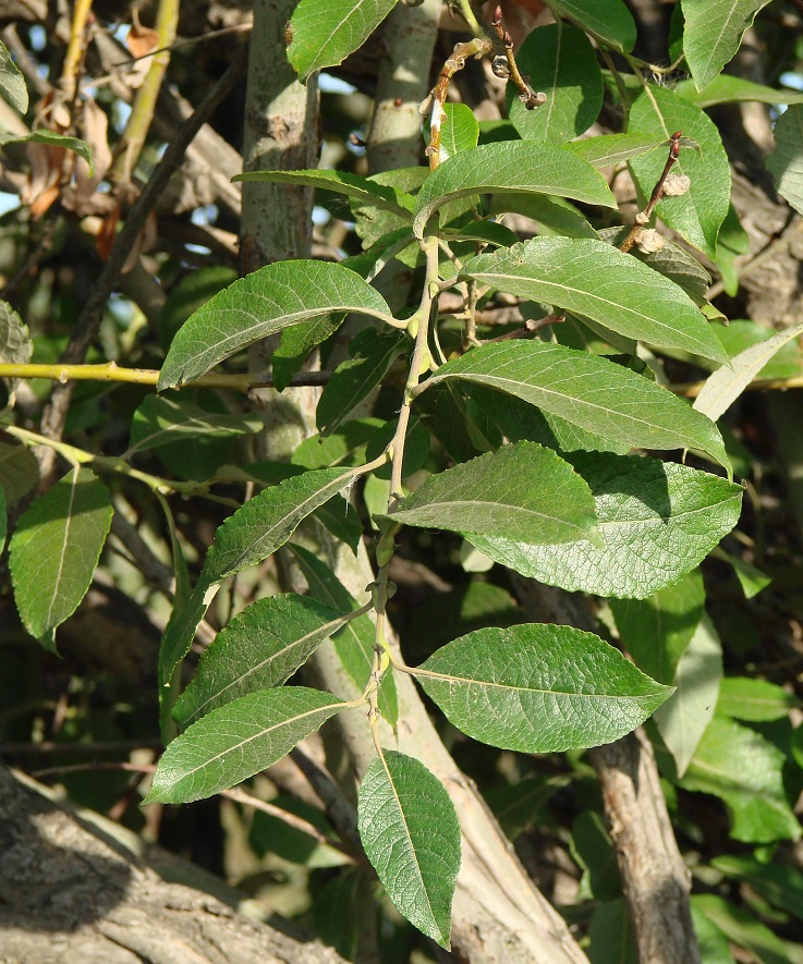 Image of Salix caprea specimen.