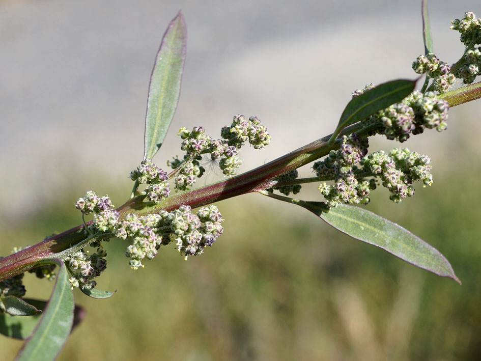 Image of Chenopodium album specimen.