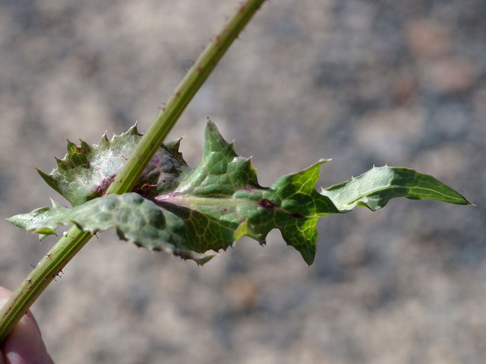 Изображение особи Sonchus oleraceus.