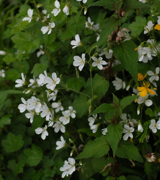 Image of Cerastium pauciflorum specimen.