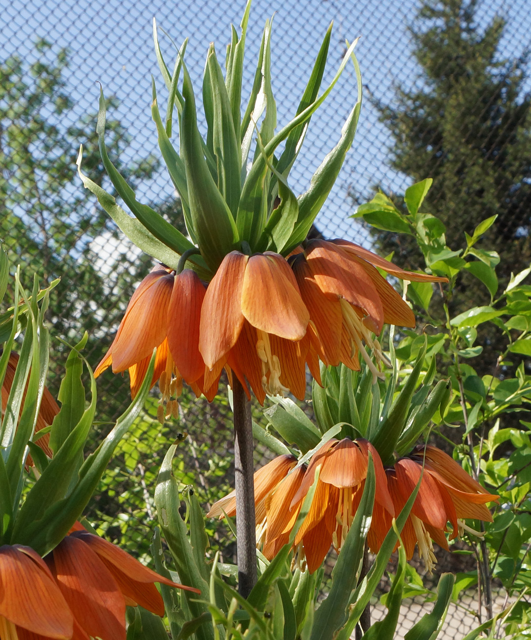 Изображение особи Fritillaria imperialis.