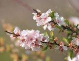 Cerasus tomentosa. Верхушки ветвей с цветками и распускающейся листвой. Черноморское побережье Кавказа, г. Новороссийск, окр. Суджукской лагуны, Дендропарк. 30 марта 2016 г.