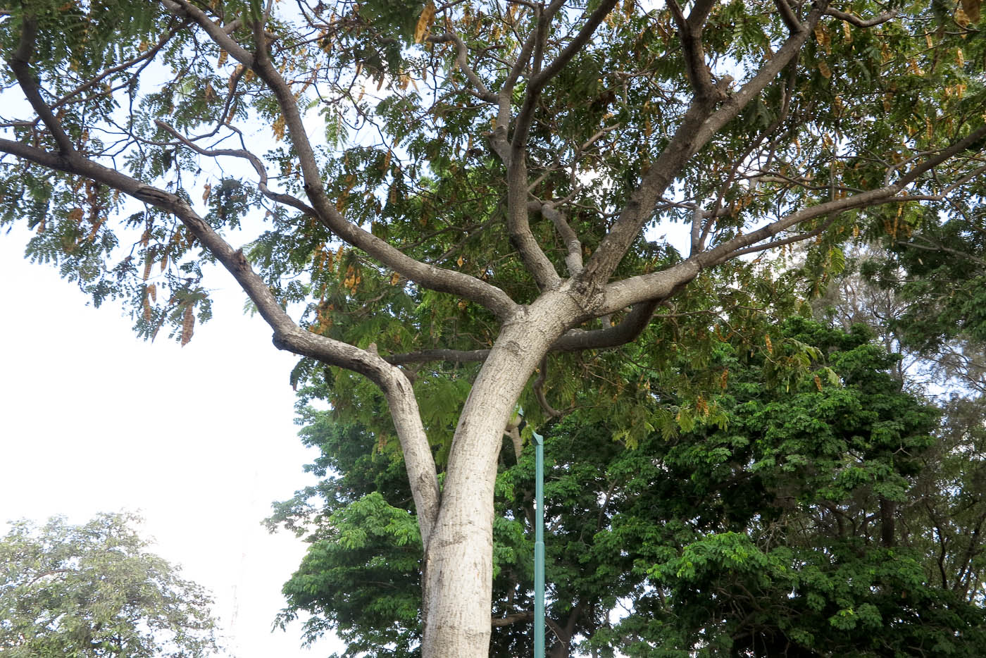 Image of Albizia julibrissin specimen.