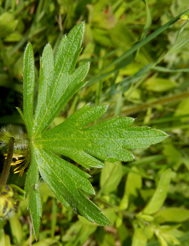 Image of Ranunculus aleae specimen.