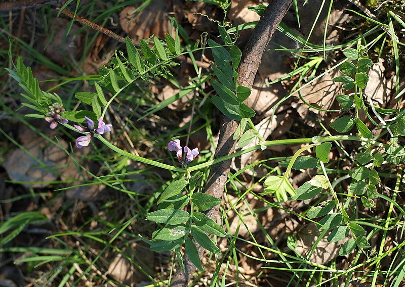 Изображение особи Vicia sepium.