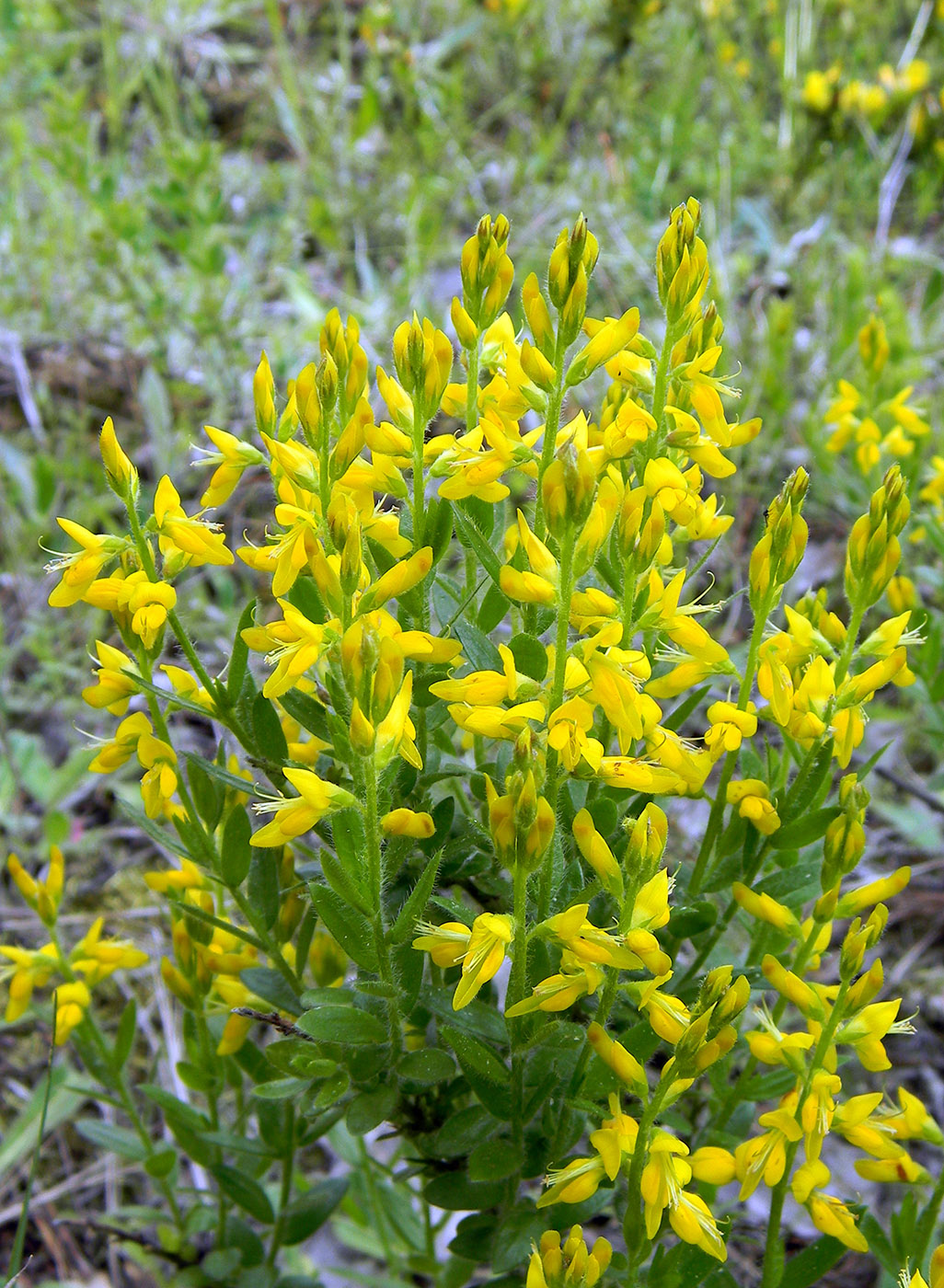 Image of Genista germanica specimen.